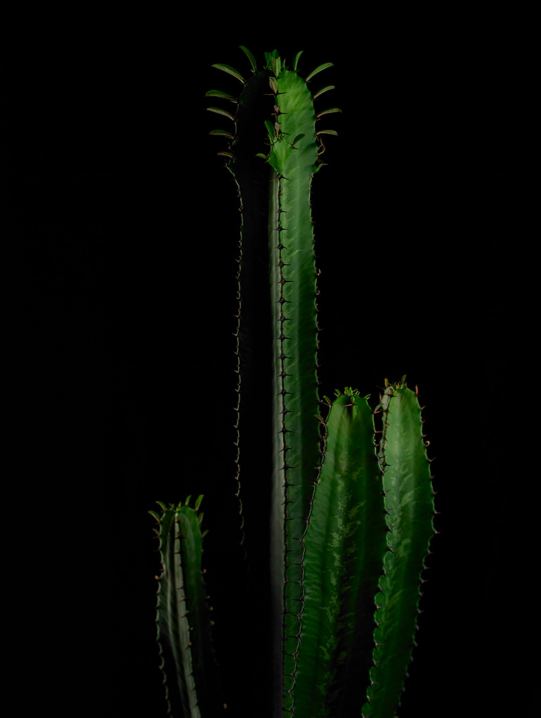 Masa Usuki Cactus Product Shot